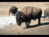 Buffalo Herd Nature Preserver 2009
